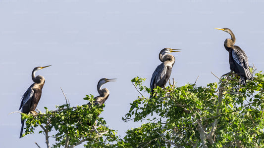 Bundala-Nationalpark-Safari ab Unawatuna