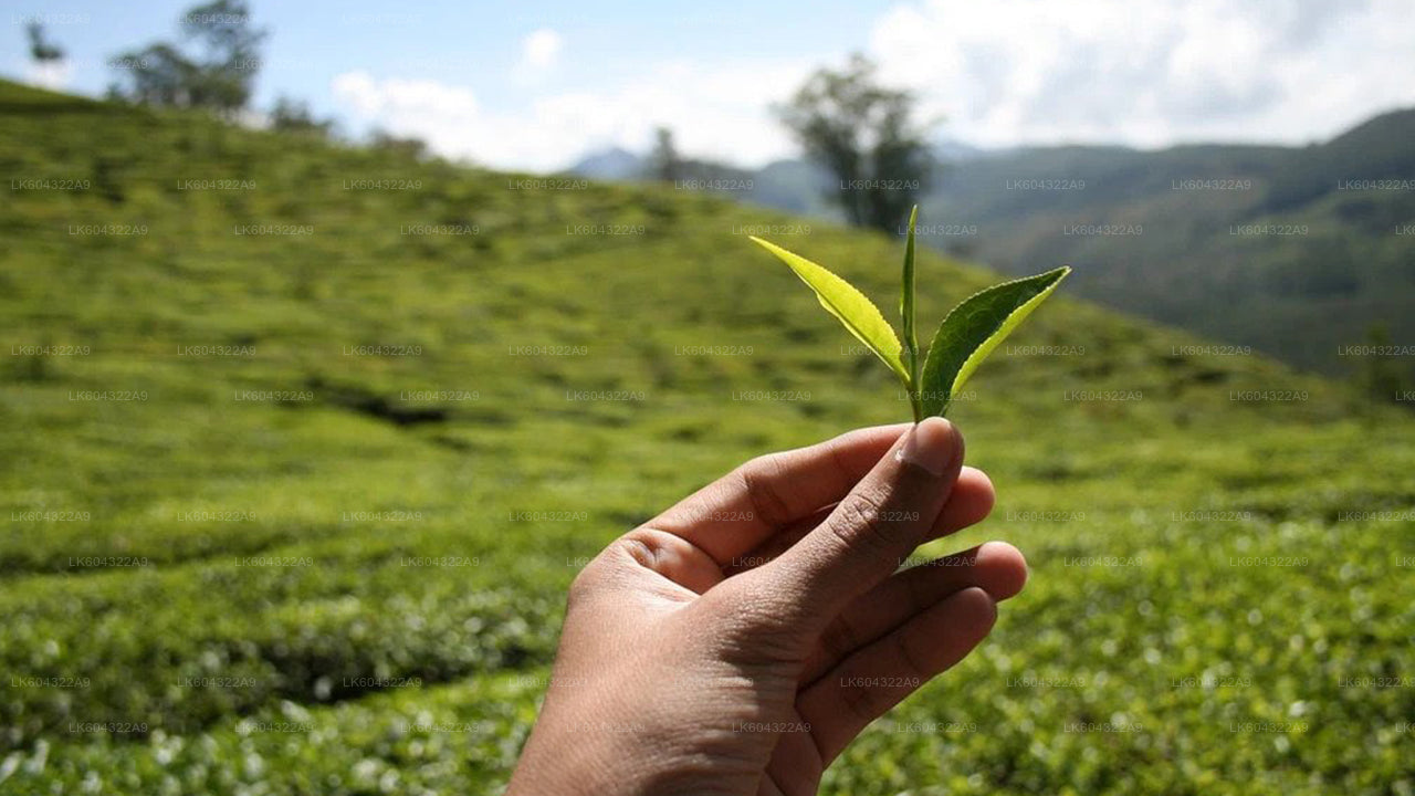 Malerische Zugfahrt von Kandy nach Nanu Oya