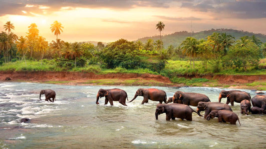 Elefantenwaisenhaus Pinnawala aus Mount Lavinia