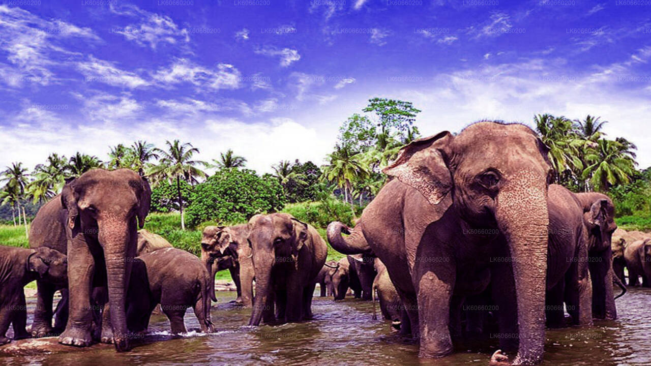 Elefantenwaisenhaus Pinnawala aus Mount Lavinia