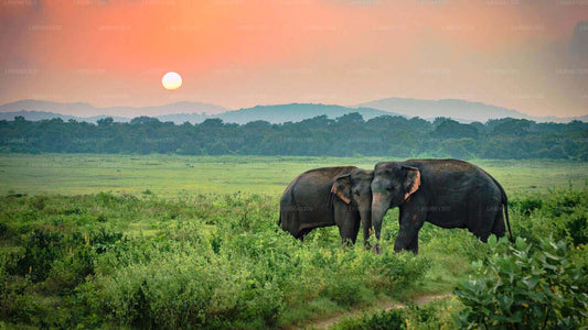Udawalawe-Nationalpark-Safari vom Mount Lavinia aus