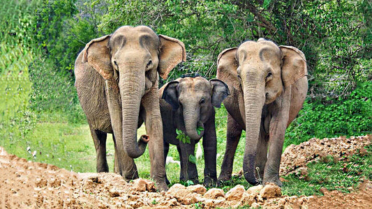 Yala-Nationalpark-Safari ab Ambalangoda