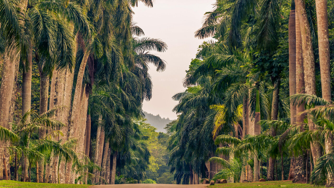 Stadtrundfahrt durch Kandy