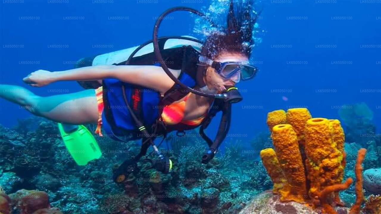 Tauchen von Negombo aus