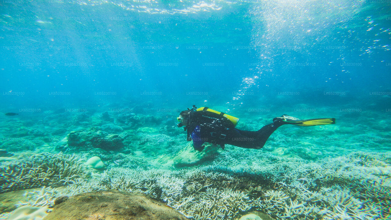 Tauchen von Trincomalee aus