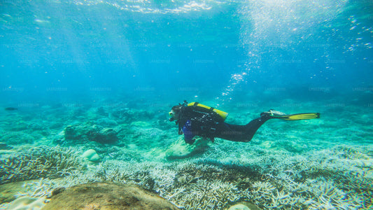 Tauchen von Trincomalee aus