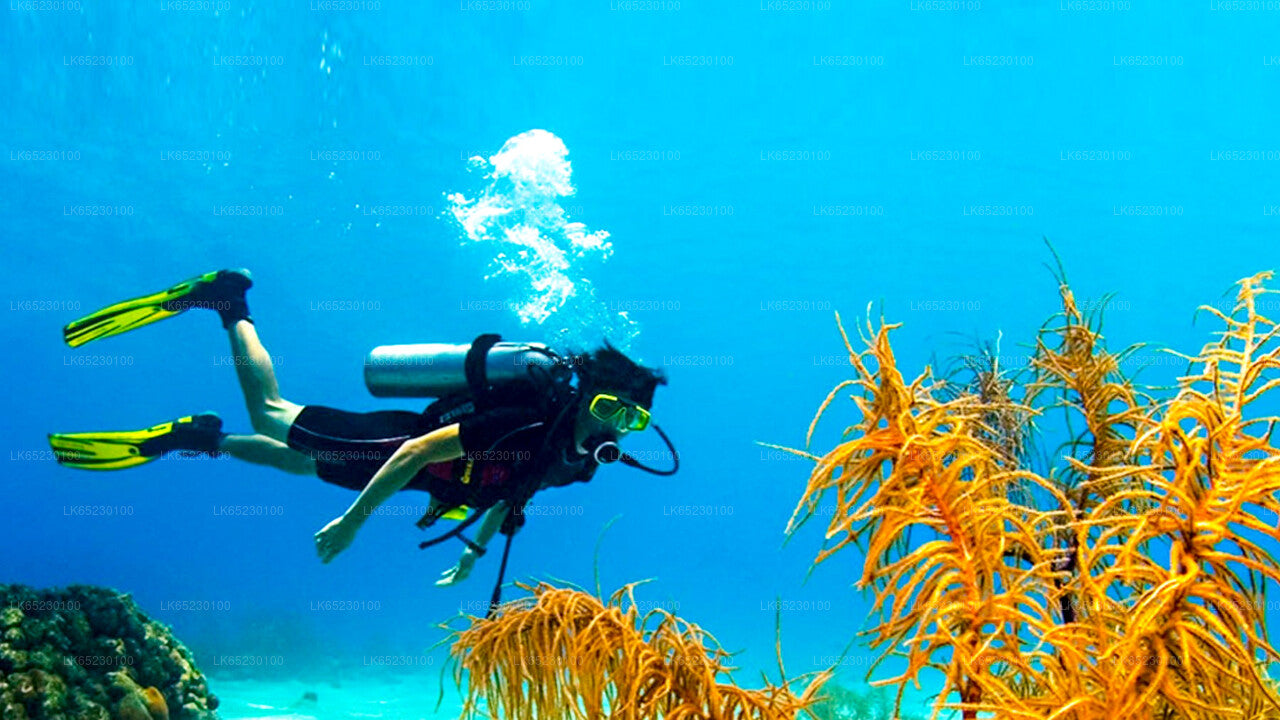 Tauchen von Trincomalee aus