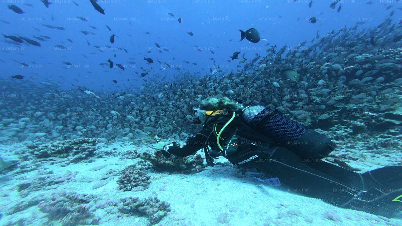 Tauchen von Unawatuna aus
