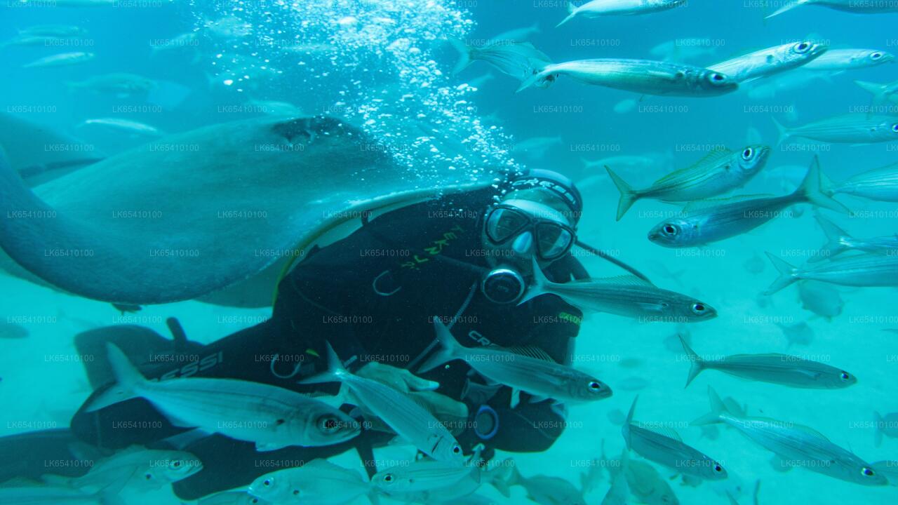 Tauchen von Unawatuna aus