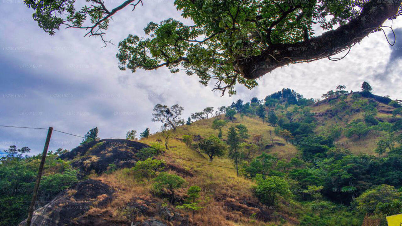 Camping in Wangedikanda und Wanderung zu den Bambarakanda-Wasserfällen von Colombo aus (2 Tage)