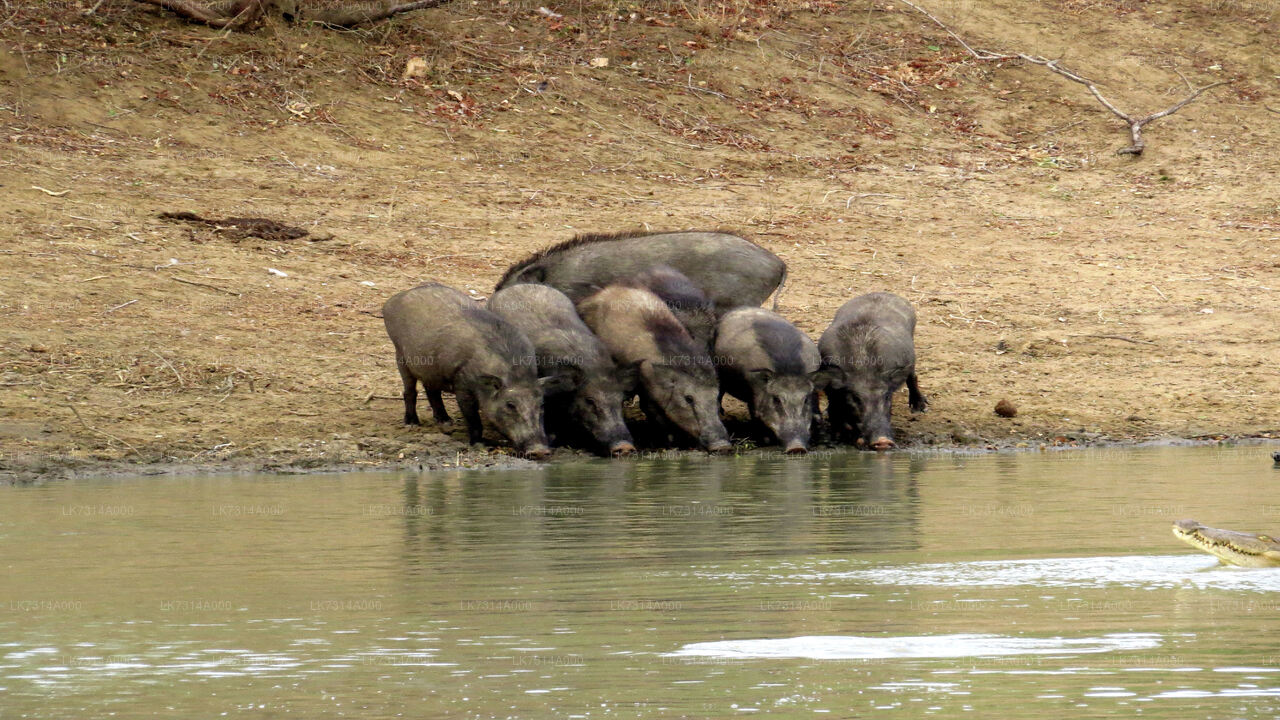Camping im Yala-Nationalpark