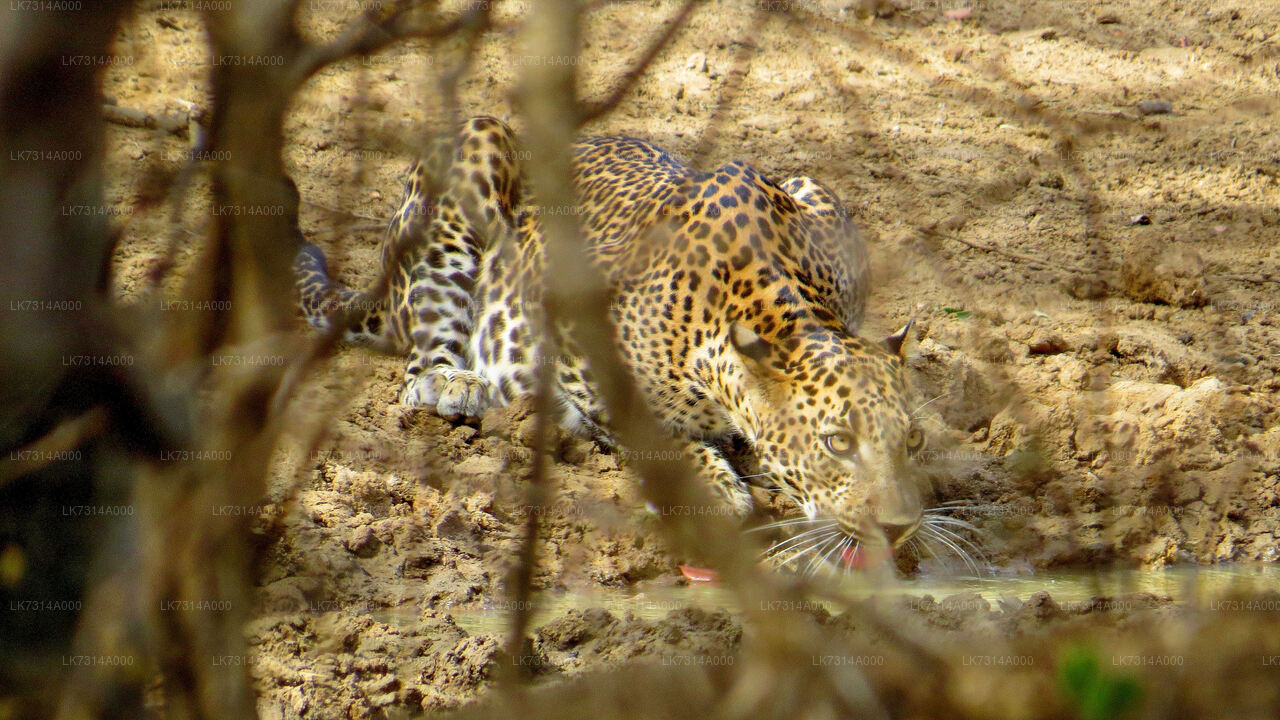 Camping im Yala-Nationalpark