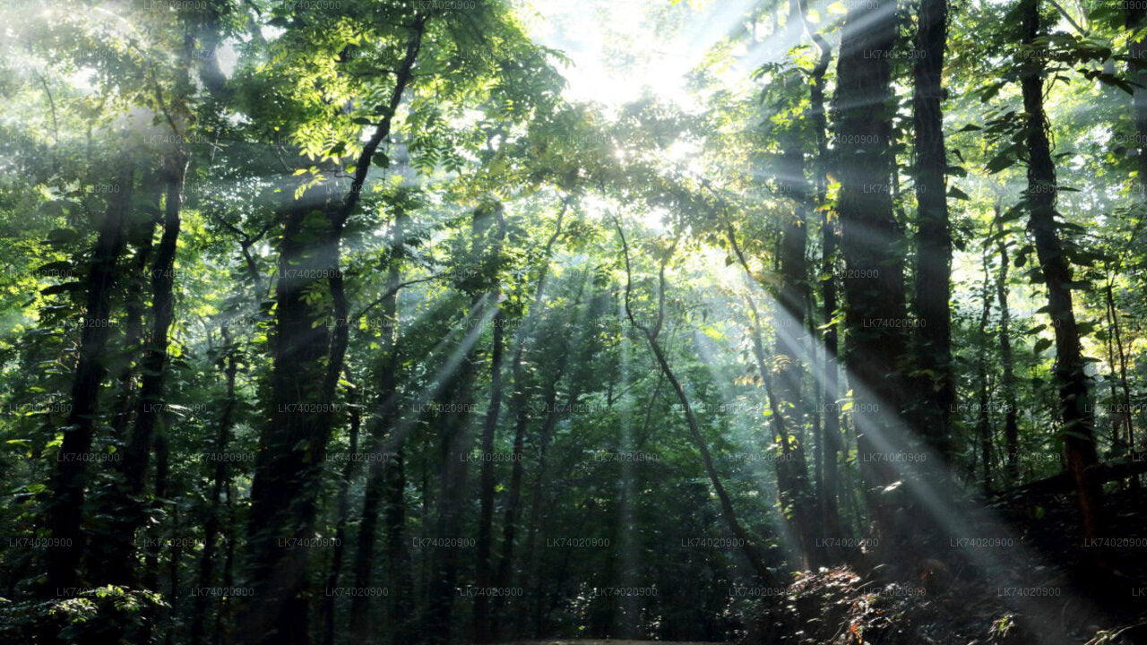 Wanderung zum Udawattakele-Waldreservat von Kandy aus