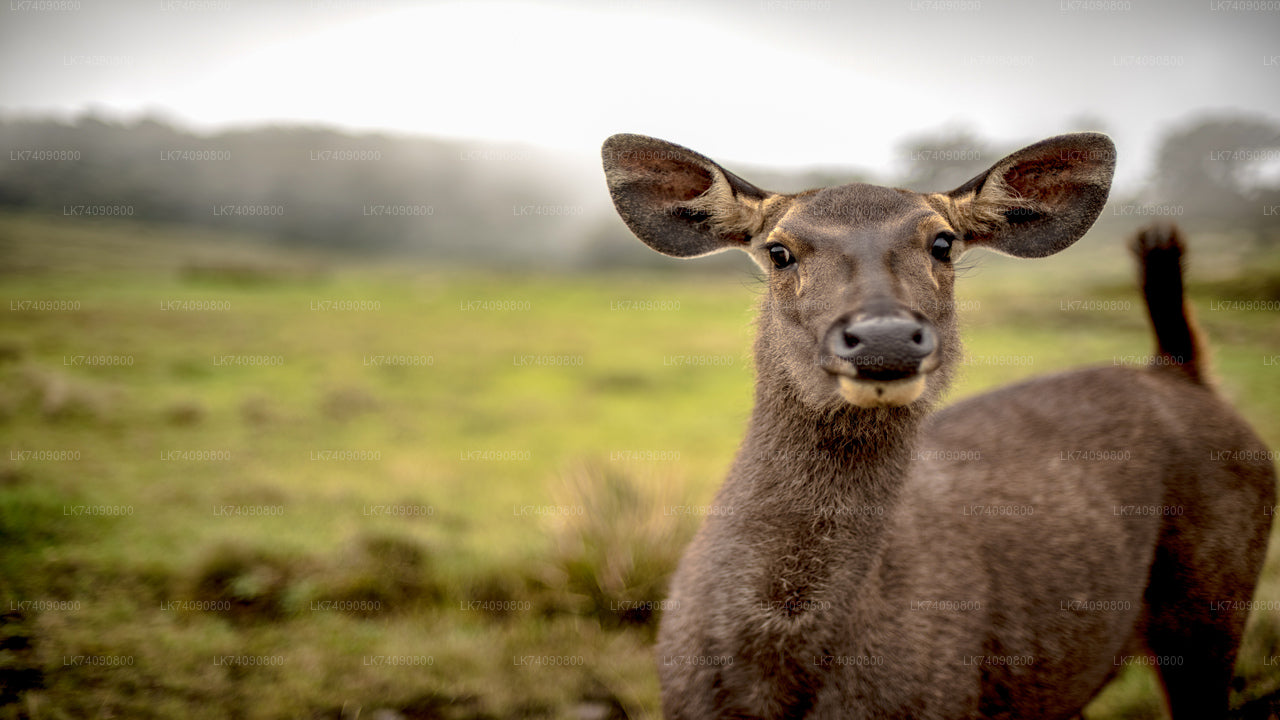 Horton-Plains-Nationalpark von Ella aus