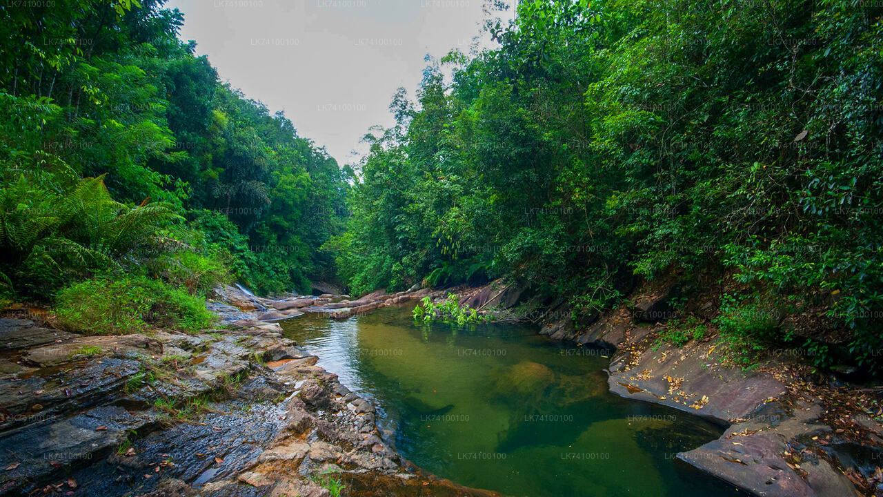 Regenwald-Trekking von Kitulgala