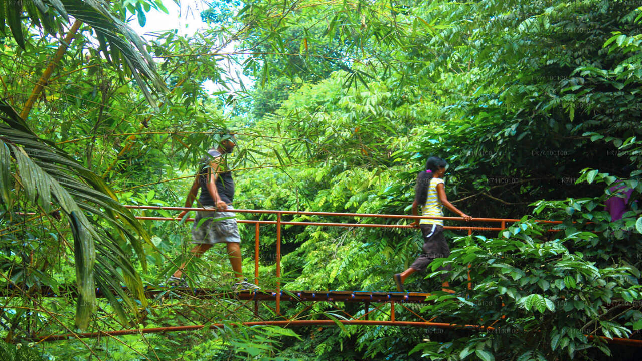 Regenwald-Trekking von Kitulgala