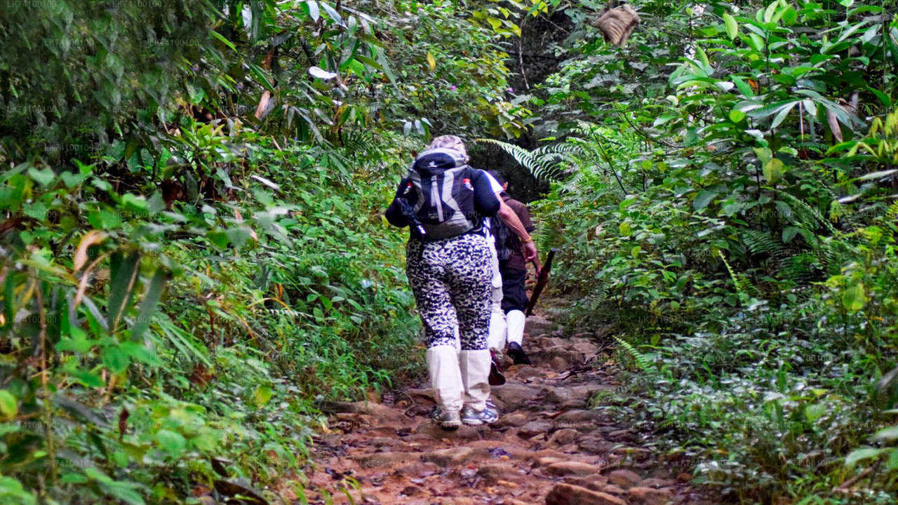 Regenwald-Trekking von Kitulgala