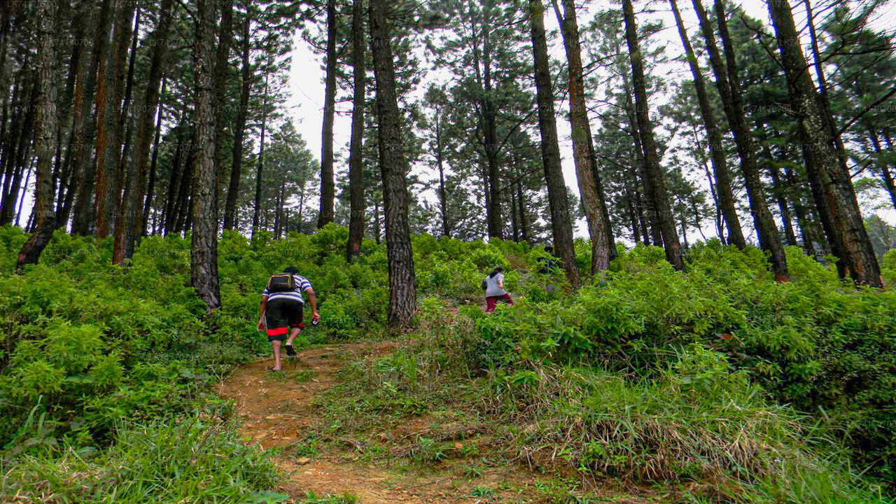 Wanderung von Kandy zum Peacock Hill