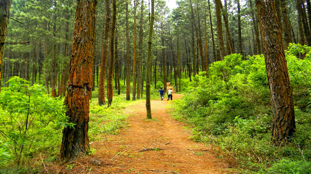 Wanderung von Kandy zum Peacock Hill