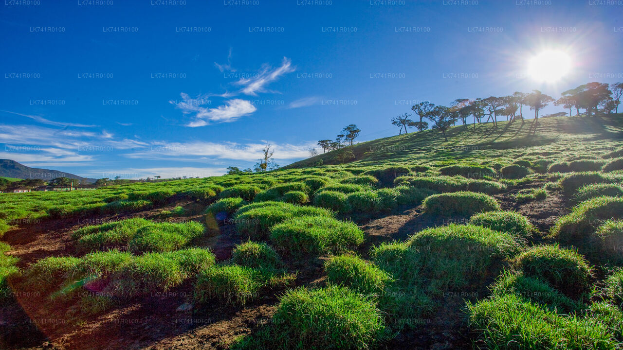 Wanderung zum Horton-Plains-Nationalpark ab Nuwara Eliya