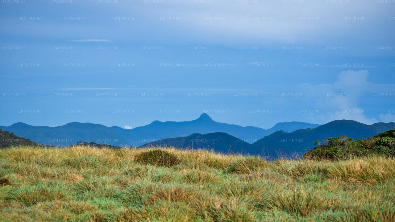 Wanderung zum Horton-Plains-Nationalpark ab Nuwara Eliya