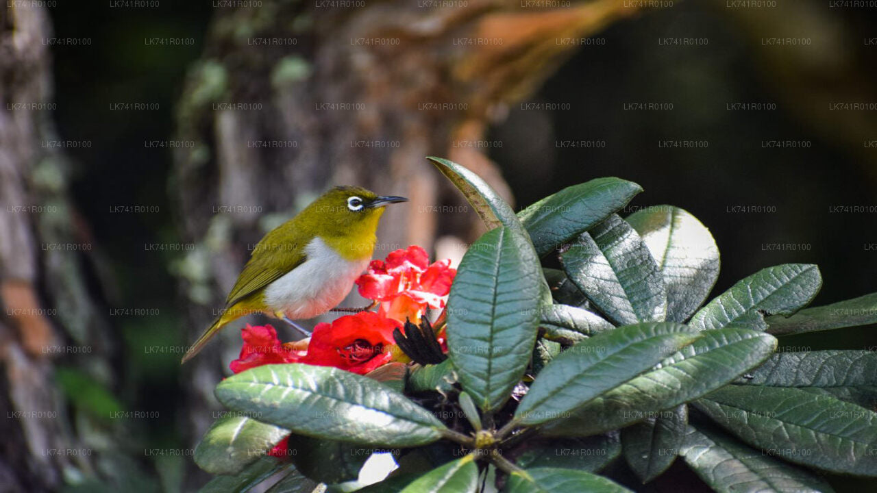 Wanderung zum Horton-Plains-Nationalpark ab Nuwara Eliya
