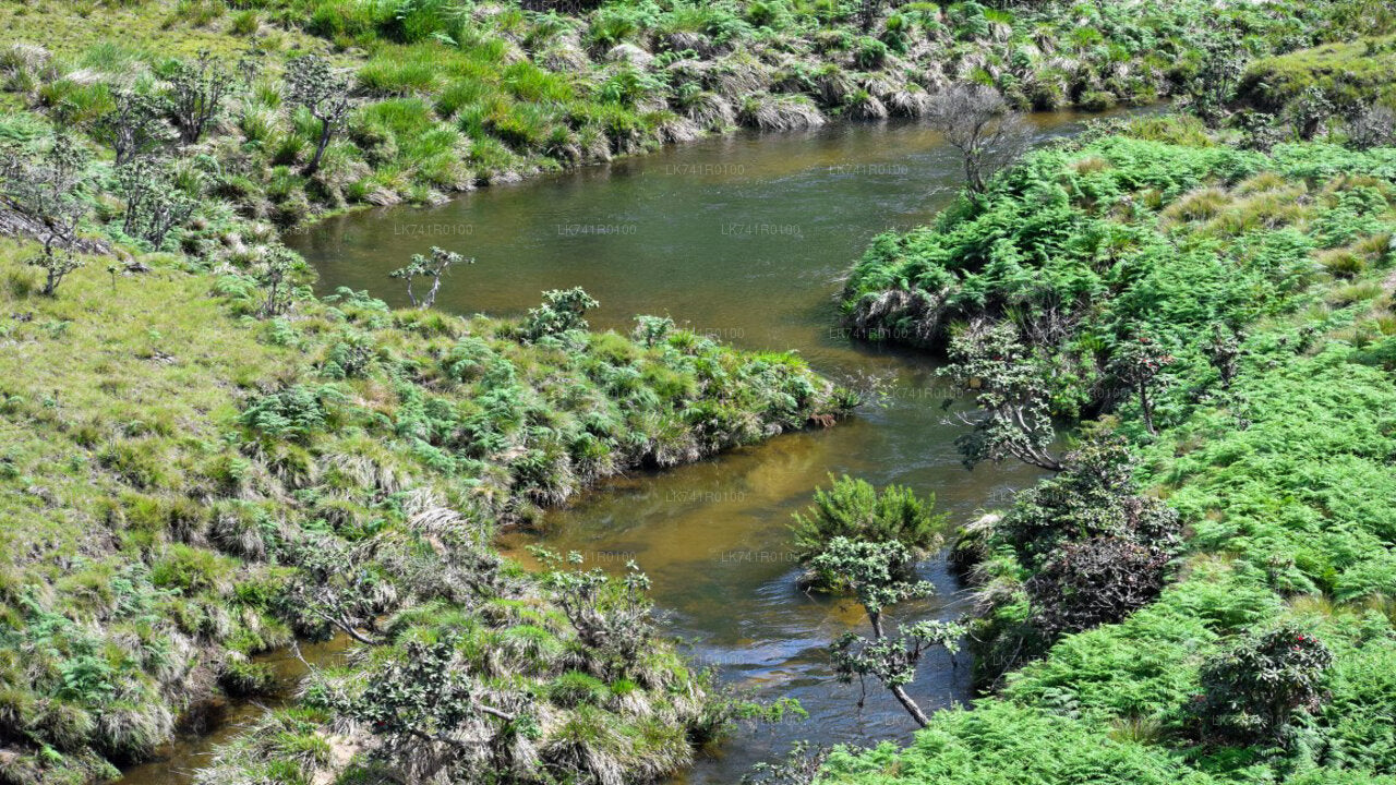 Wanderung zum Horton-Plains-Nationalpark ab Nuwara Eliya