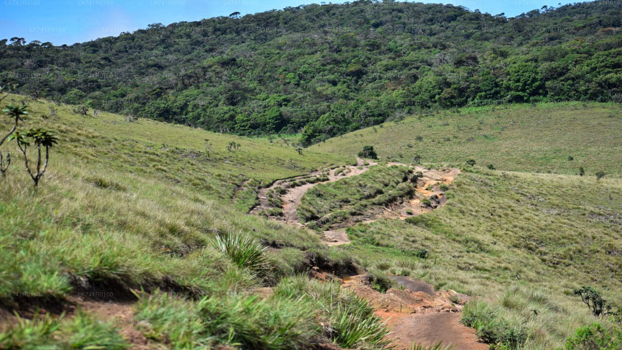 Wanderung zum Horton-Plains-Nationalpark ab Nuwara Eliya