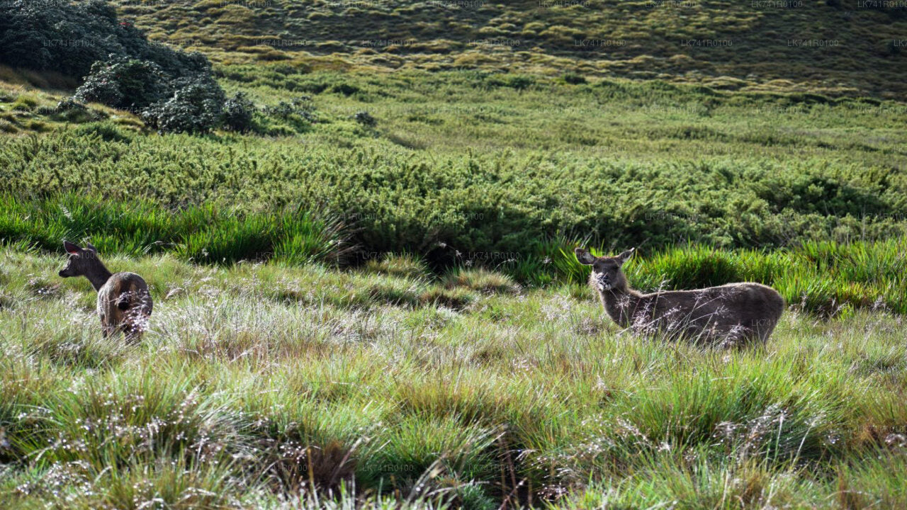Wanderung zum Horton-Plains-Nationalpark ab Nuwara Eliya