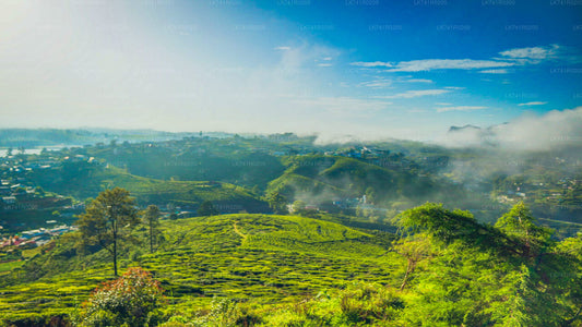 Single Tree Hill Wanderung von Nuwara Eliya