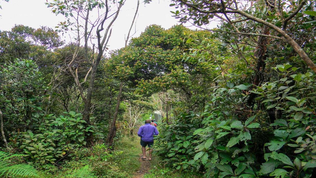 Single Tree Hill Wanderung von Nuwara Eliya