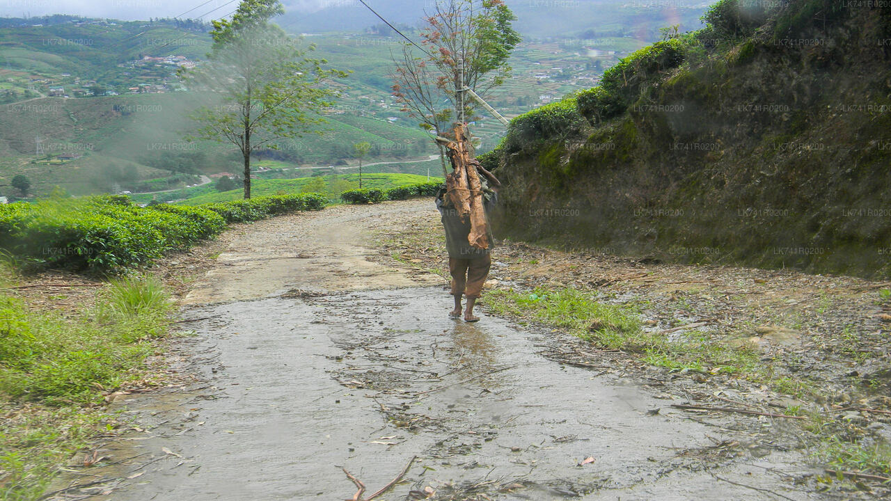 Single Tree Hill Wanderung von Nuwara Eliya