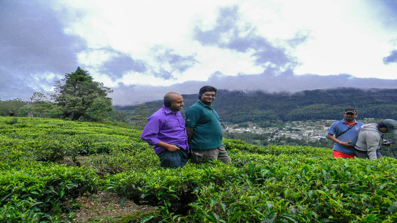 Single Tree Hill Wanderung von Nuwara Eliya
