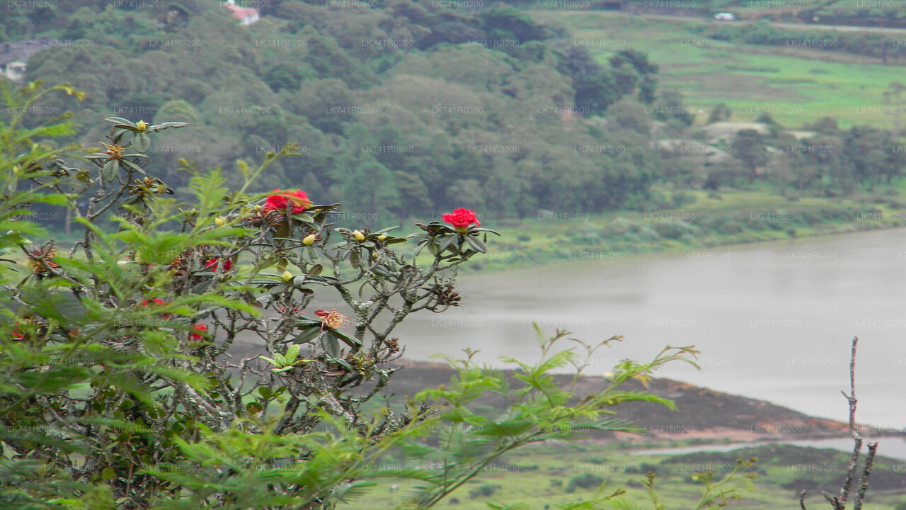 Single Tree Hill Wanderung von Nuwara Eliya