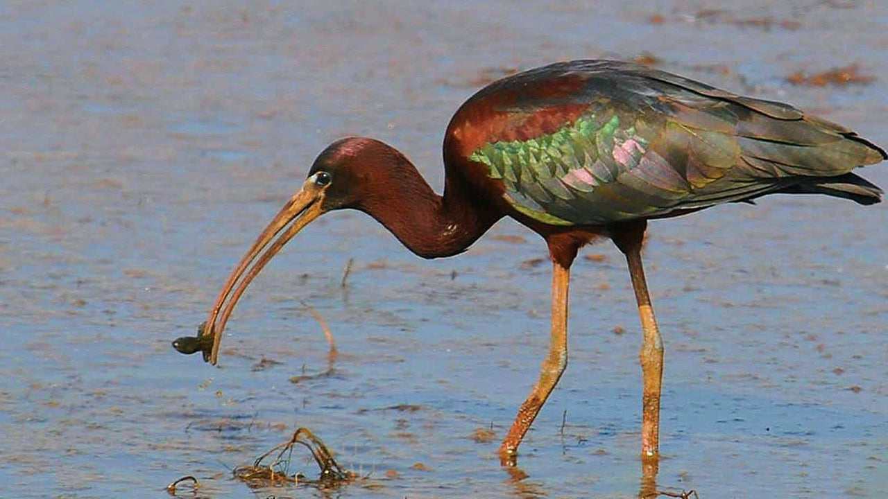 Vogelbeobachtung mit dem Boot im Kalametiya-Schutzgebiet von Tangalle