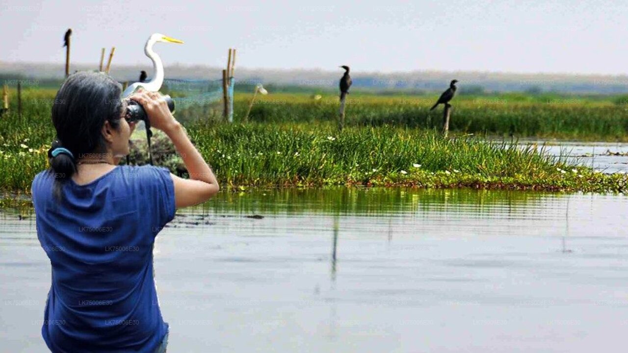 Vogelbeobachtung mit dem Boot im Kalametiya-Schutzgebiet von Tangalle