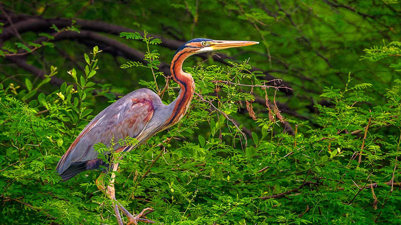 Vogelbeobachtung mit dem Boot im Kalametiya-Schutzgebiet von Tangalle