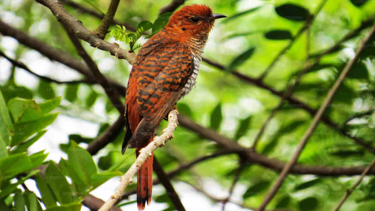 Vogelbeobachtung vom Udawatta Kele Forest Reserve aus