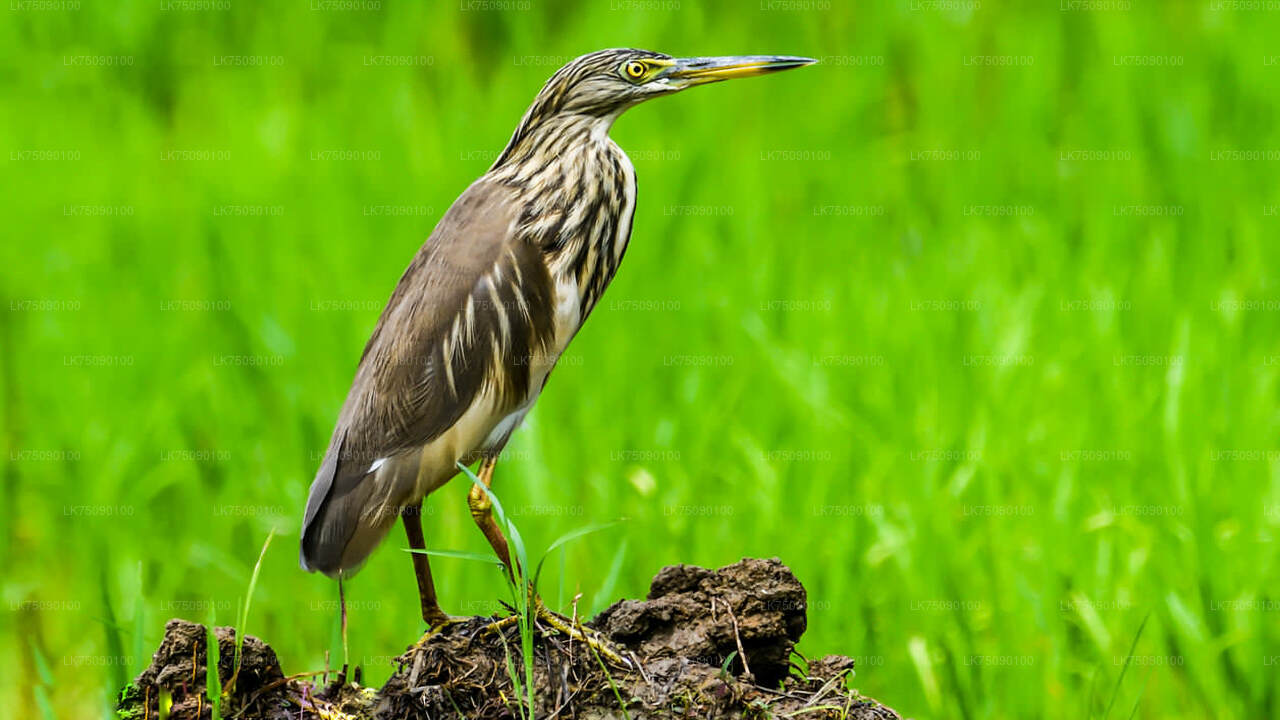 Vogelbeobachtung von Ella aus