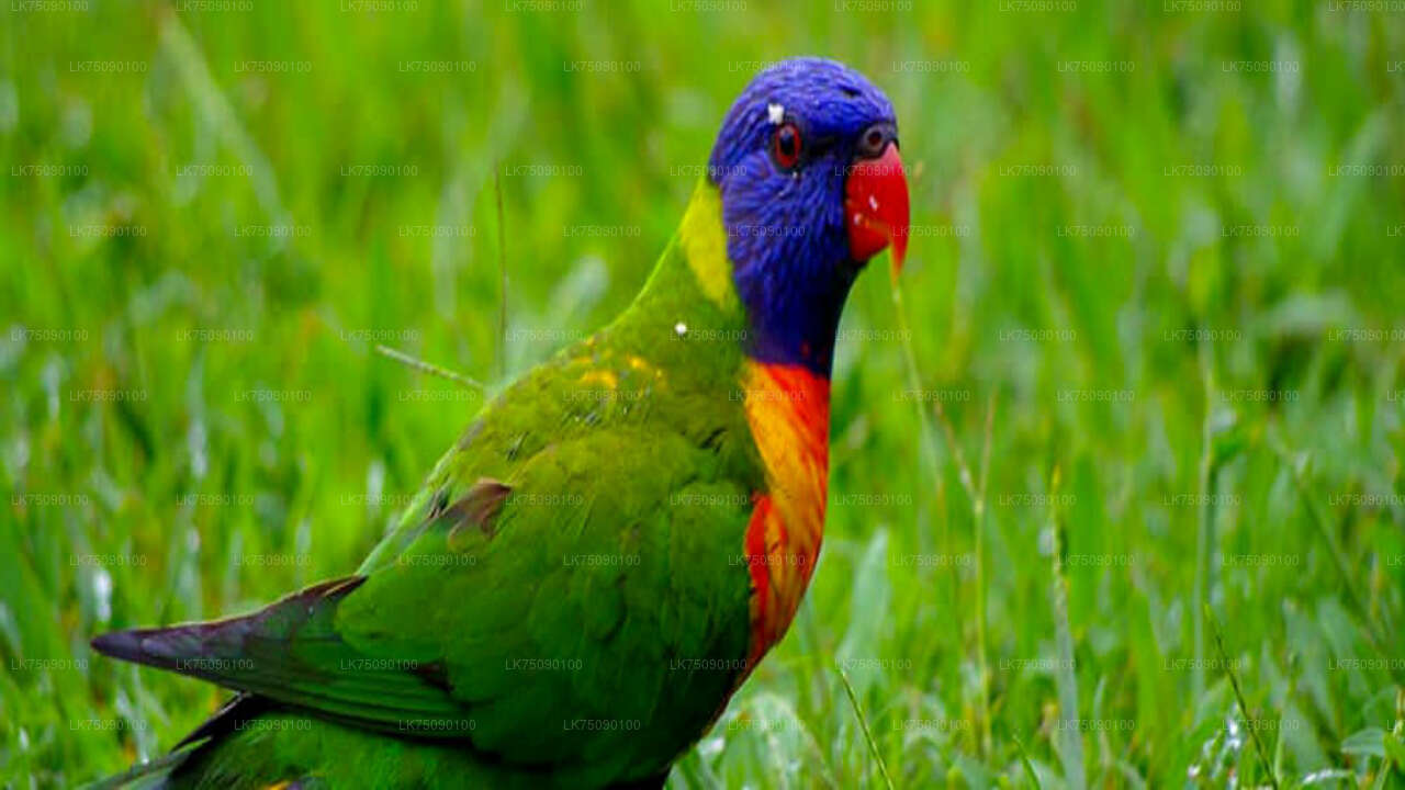 Vogelbeobachtung von Ella aus