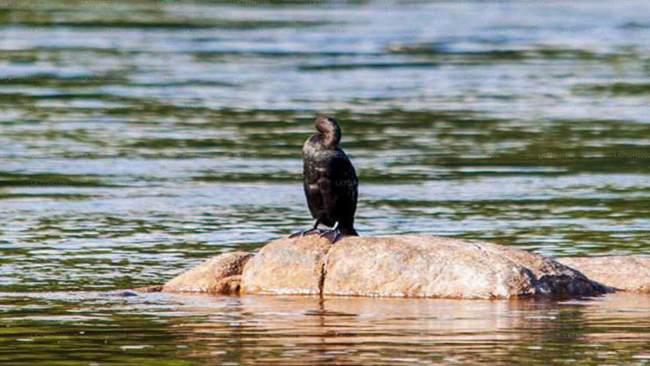 Vogelbeobachtung im Muthurajawela Marsh von Colombo aus