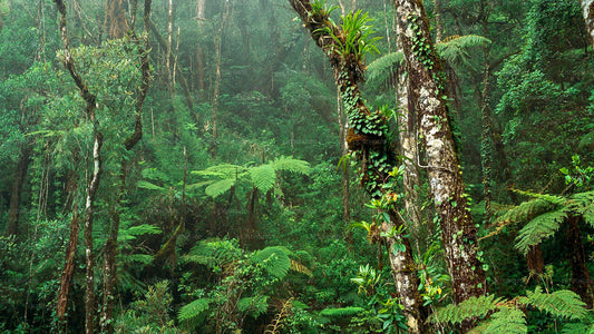 Vogelbeobachtungstour im Sinharaja-Regenwald von Colombo aus