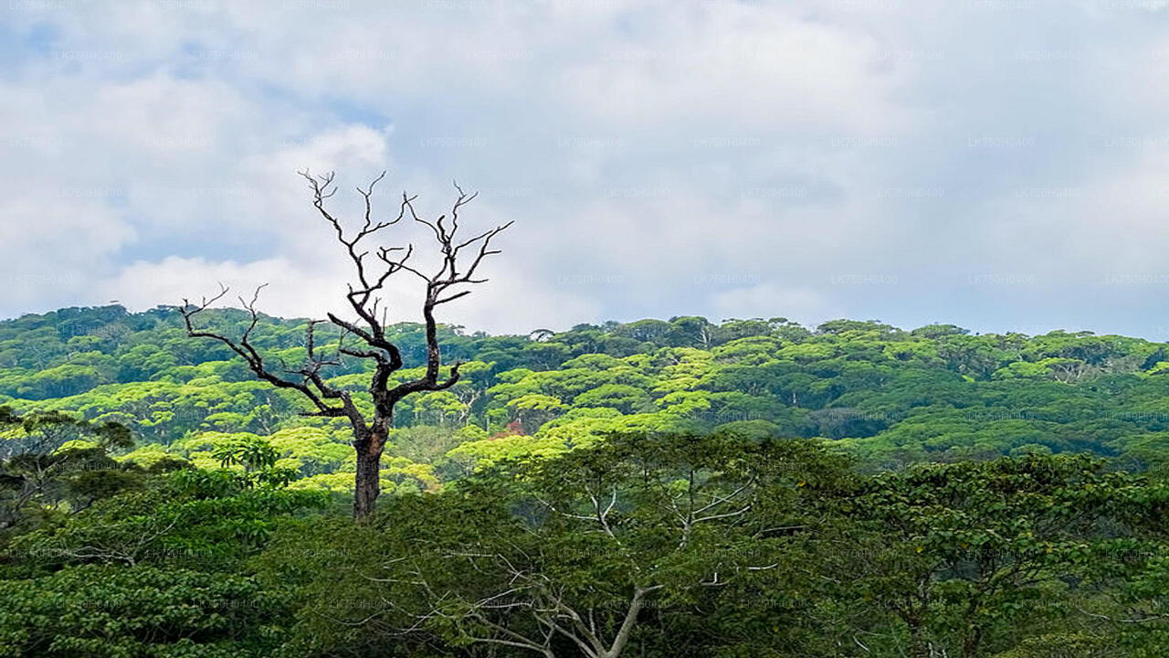Vogelbeobachtungstour im Sinharaja-Regenwald von Colombo aus