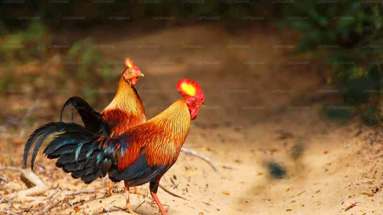 Vogelbeobachtungstour im Sinharaja-Regenwald von Colombo aus