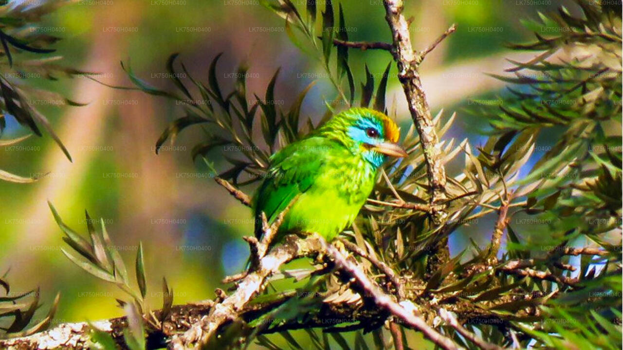 Vogelbeobachtungstour im Sinharaja-Regenwald von Colombo aus