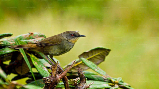 Vogelbeobachtung im Anawilundawa Sanctuary von Colombo aus