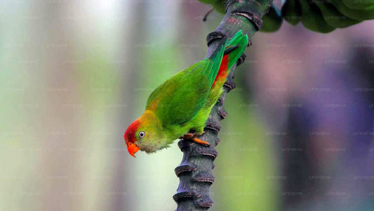Vogelbeobachtung von Kitulgala aus