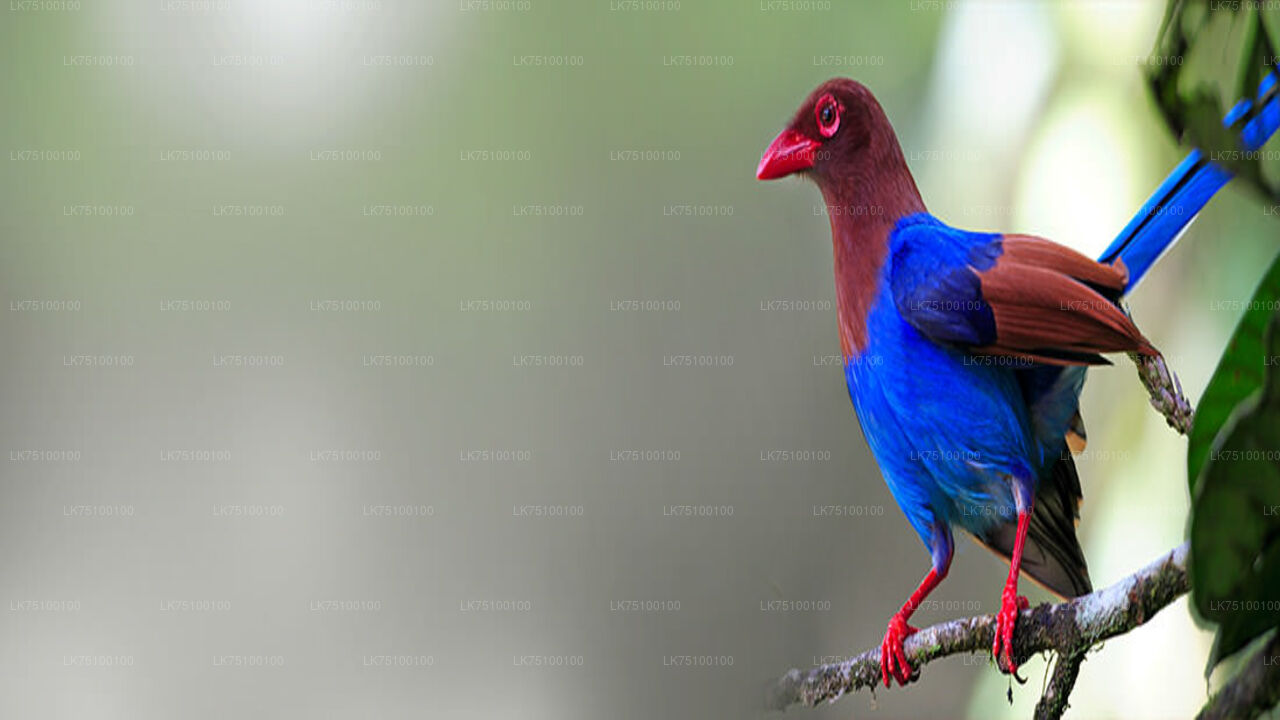 Vogelbeobachtung von Kitulgala aus