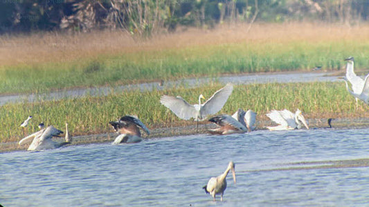 Vogelbeobachtung von der Jaffna-Lagune aus