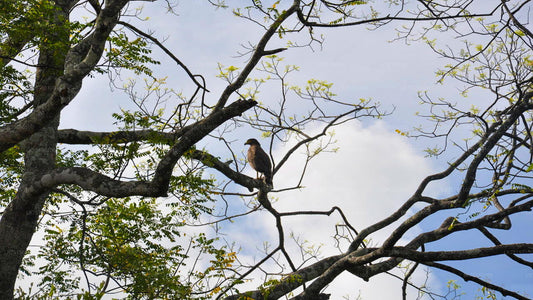 Vogelbeobachtung im Anawilundawa-Schutzgebiet von Kalpitiya aus
